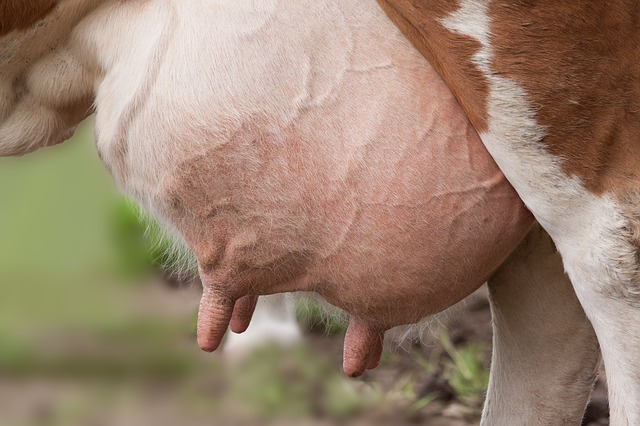Des globules blancs de lait de la vache - une preuve d'aberration du refus des transfusions par les Témoins de Jéhovah